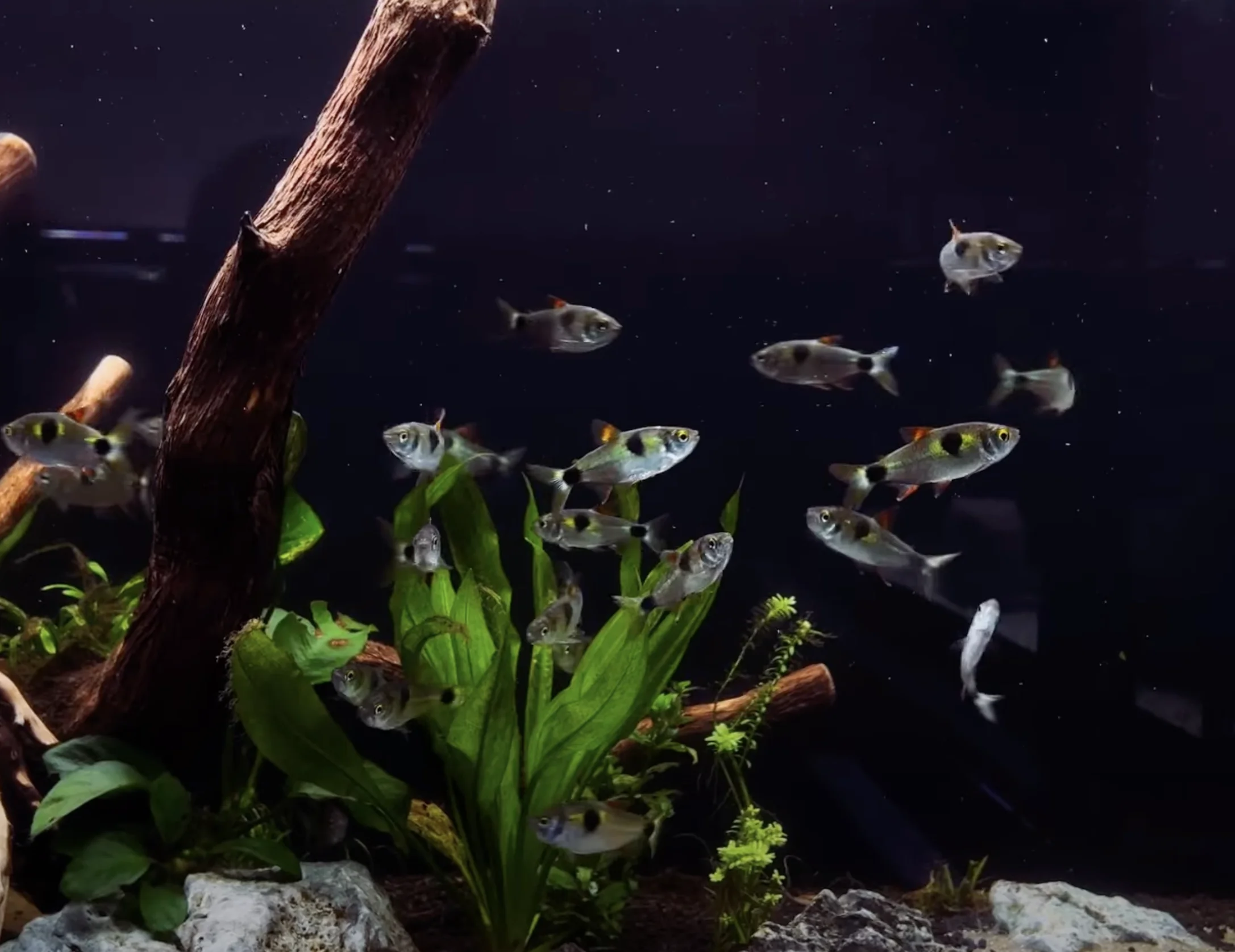 Bucktooth Tetra, Tetra Guide